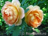 Lady of Shalott Lady of Shalott