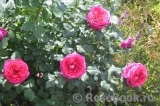Johann Wolfgang von Goethe Rose® Johann Wolfgang von Goethe Rose®