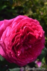 Johann Wolfgang von Goethe Rose® Johann Wolfgang von Goethe Rose®