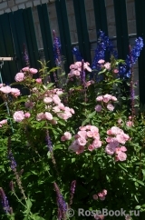 Heavenly Pink Heavenly Pink