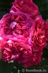 Princess Anne Princess Anne