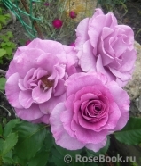 Violette Parfumee Violette Parfumee