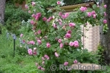 Gertrude Jekyll Gertrude Jekyll