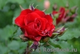 Roter Korsar Roter Korsar