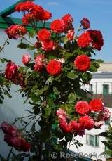 Midsummer Midsummer