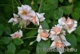 Perle d'Or Perle d'Or