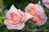 Abraham Darby Abraham Darby