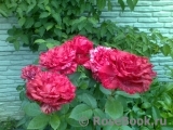 Red Intuition Red Intuition