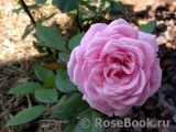 Rosengräfin Marie Henriette Rosengräfin Marie Henriette