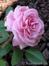 Rosengräfin Marie Henriette Rosengräfin Marie Henriette