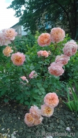 Rose de Gerberoy ® Rose de Gerberoy ®