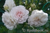 Great North Eastern Rose 