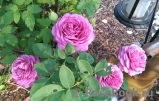 Heidi Klum Rose Heidi Klum Rose