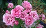 Pink Flash Pink Flash
