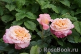 Augusta Luise Augusta Luise