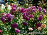 Violette Parfumee Violette Parfumee