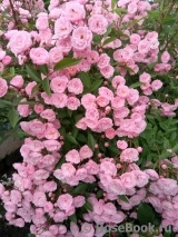 Heavenly Pink Heavenly Pink