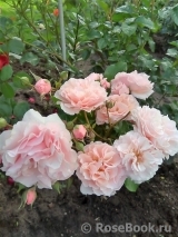 Twiggy’s Rose Twiggy’s Rose