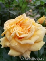 Mireille Dumas Mireille Dumas
