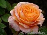 Apricot Sensation Apricot Sensation