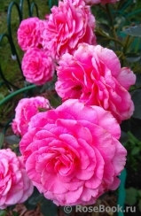 Tickled Pink Tickled Pink