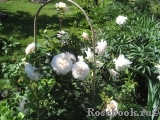 Crocus Rose® Crocus Rose®