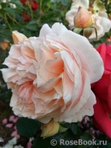 Sangerhauser Jubilaumsrose Sangerhauser Jubilaumsrose