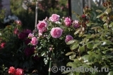 Rosenfee Rosenfee