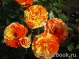 Oranges and Lemons Oranges and Lemons