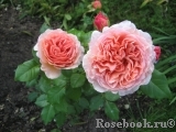 Abraham Darby Abraham Darby