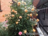 Crown Princess Margareta® Crown Princess Margareta®
