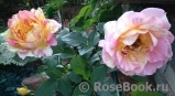 Rose des Cisterciens Rose des Cisterciens