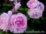Mary Rose Mary Rose