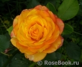 Rose Giardino di Boboli Rose Giardino di Boboli
