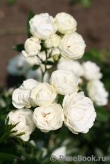 White Morsdag White Morsdag