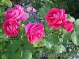 Darcey Bussell Darcey Bussell