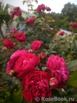 Starlet®-Rose Lola® Starlet®-Rose Lola®
