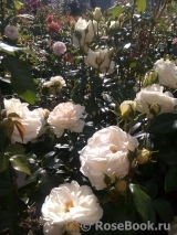 Lions Rose Lions Rose