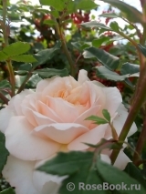 Crocus Rose® Crocus Rose®