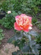 Red Gold Red Gold