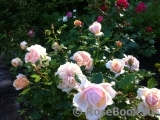 Garden of Roses Garden of Roses