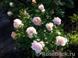 Garden of Roses Garden of Roses