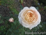 Crocus Rose® Crocus Rose®