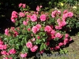 Rosarium Uetersen Rosarium Uetersen