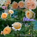 Crown Princess Margareta® Crown Princess Margareta®