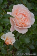 Sangerhauser Jubilaumsrose Sangerhauser Jubilaumsrose