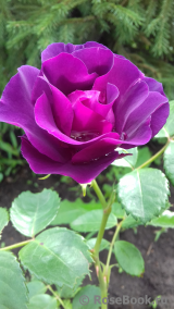 Rhapsody in Blue Rhapsody in Blue