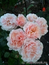 Twiggy’s Rose Twiggy’s Rose