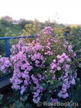 Heavenly Pink Heavenly Pink