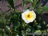 White Licorice White Licorice